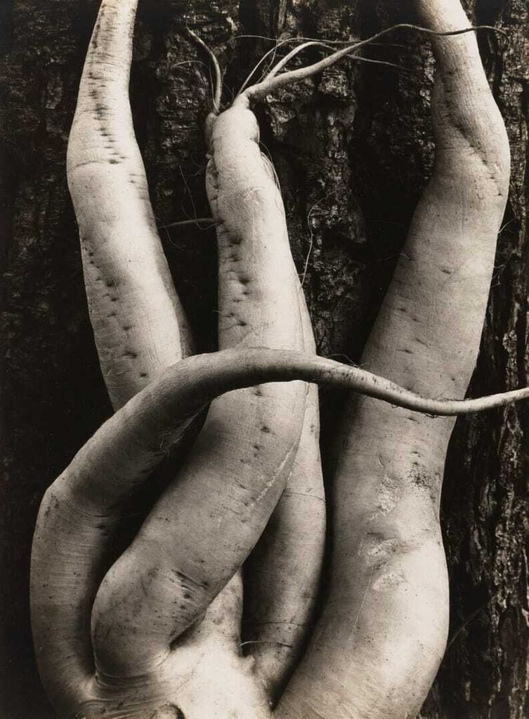 White Radish