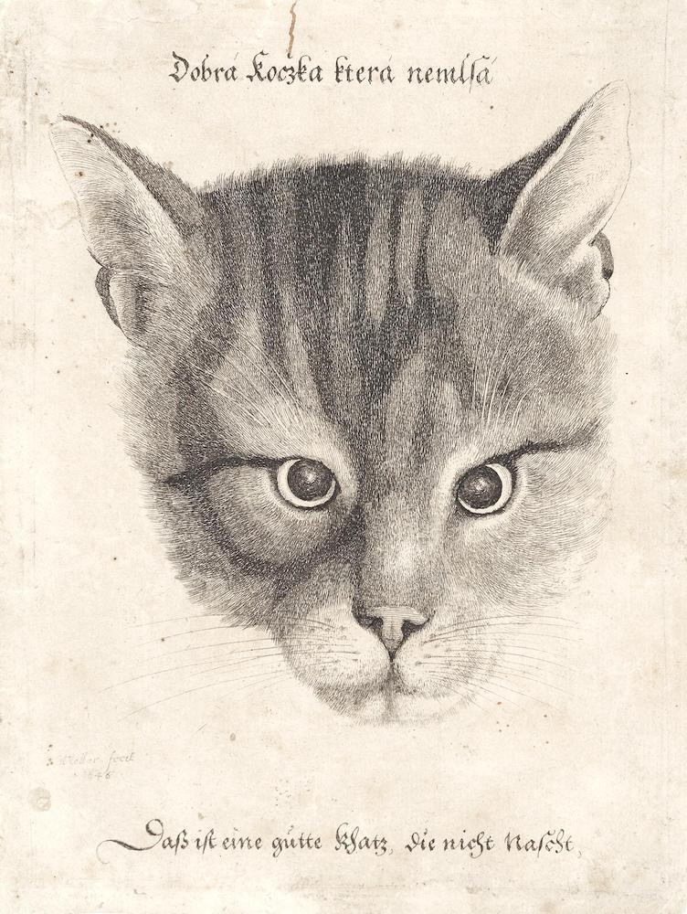 Head of a Cat (Pennington 2109)
