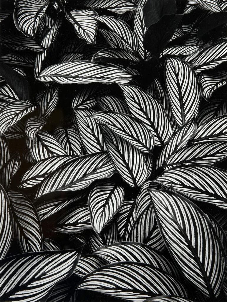 Calathea vittata, Island of Oahu