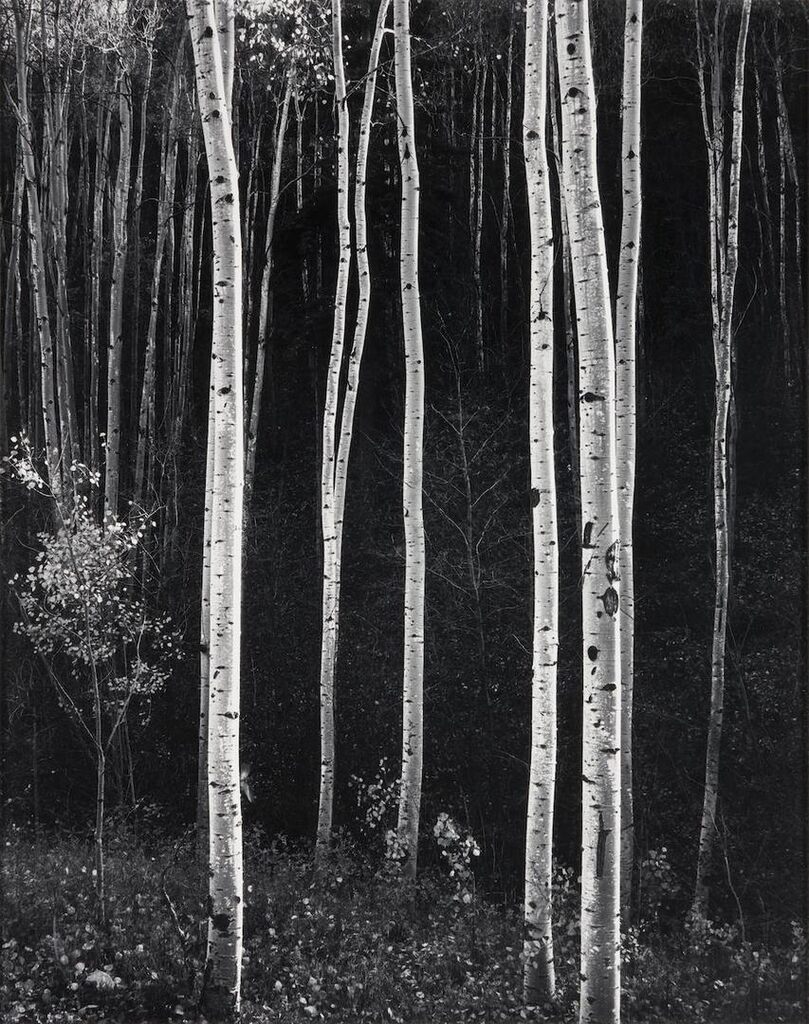 Aspen Tress, Autumn, New Mexico, 1958