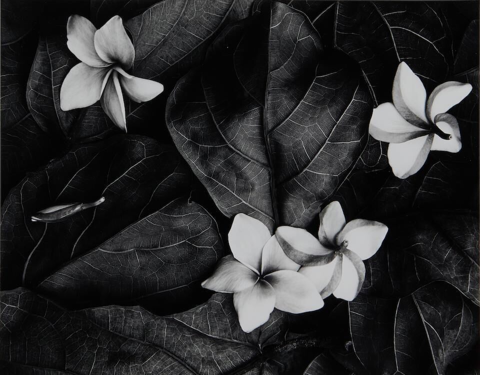 Plumeria Blossoms, Hilo, Hawaii, 1991