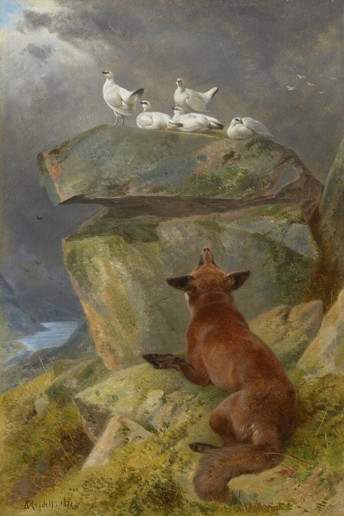 A Fox Stalking Ptarmigan