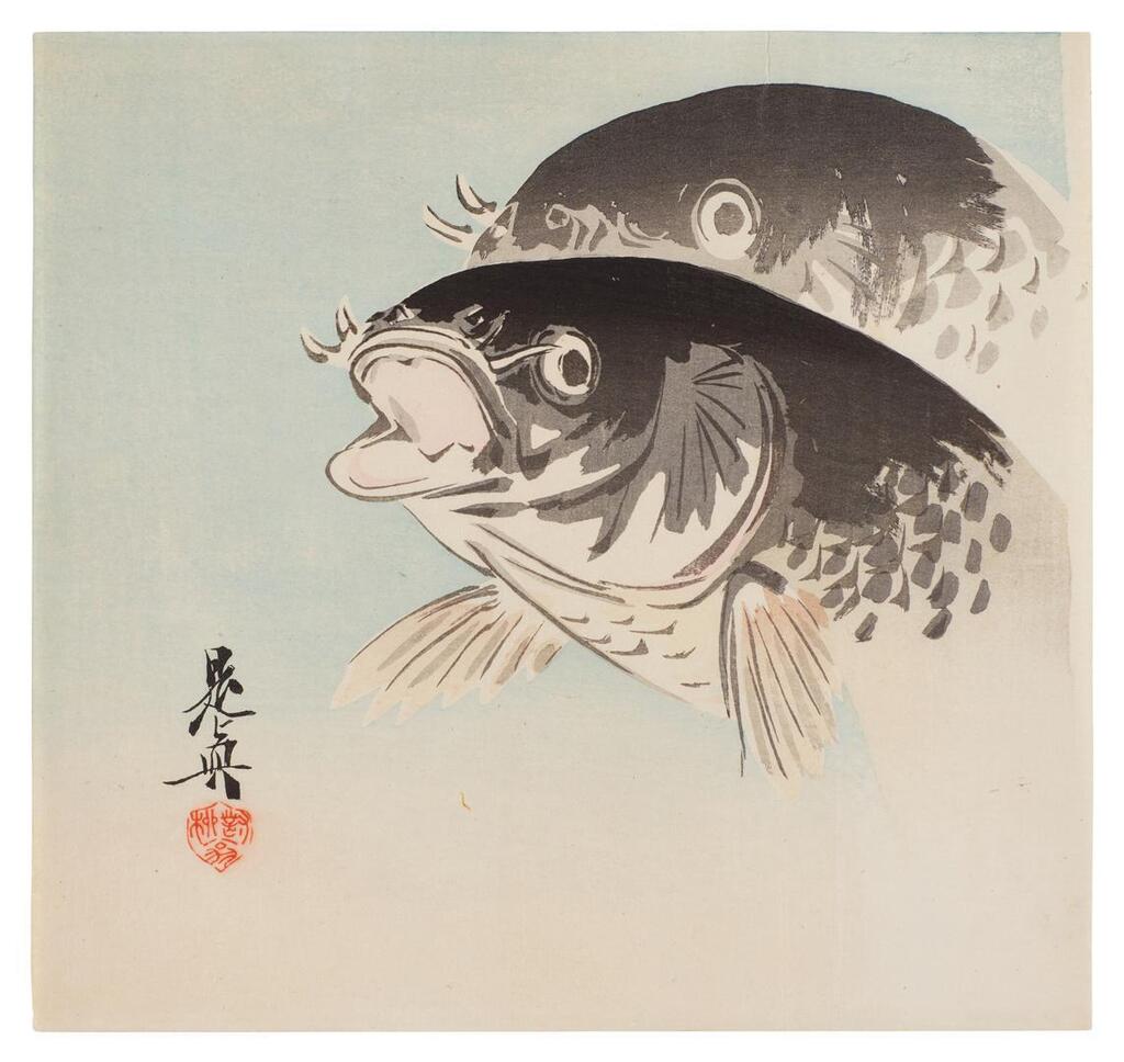 Carp (Koi)