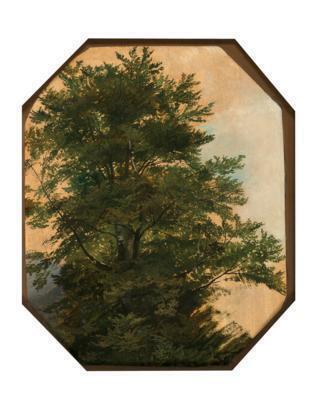Study of a Tree