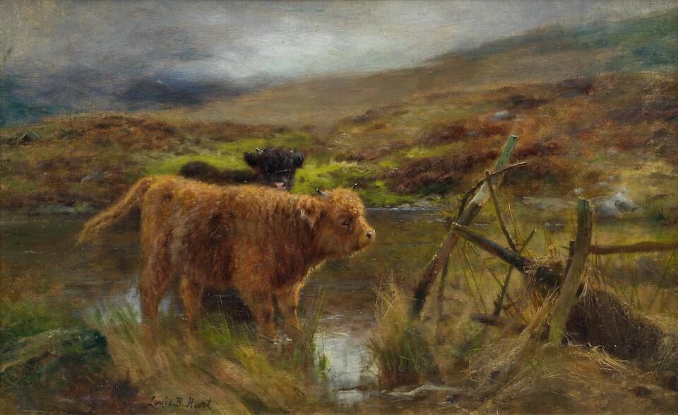 Highland cattle calves watering