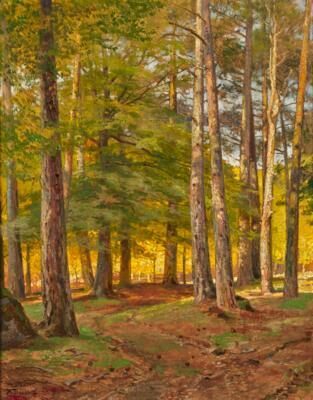 An Autumnal Forest