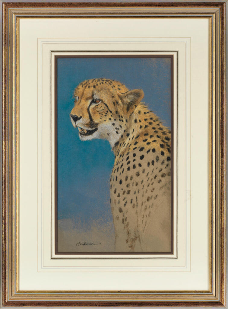 Head study of a cheetah