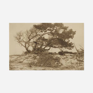 Cypress in Sand Dunes, Pacific Grove