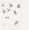 Untitled, Mayflies.