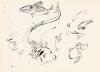 Untitled, (Sea Life).