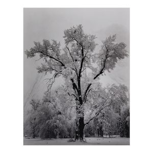 Ansel Adams (1902-1984); Oaktree, Snowstorm, Yosemite National Park;