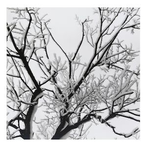 Brett Weston (1911-1993); Untitled (Branches in Snow);