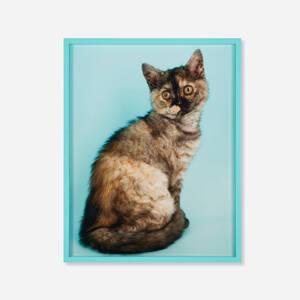 British Shorthair Tortie