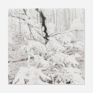 Bernheim Arboretum, Kentucky (from the Bernheim Forest series)