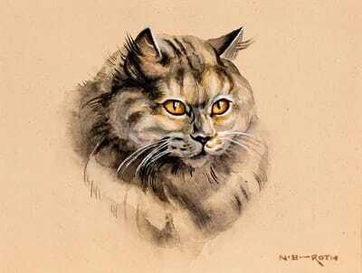 Angora cat