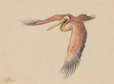 Pelikan im Flug (Flying Pelican)