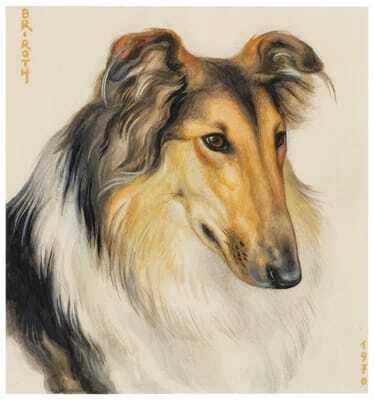 The Beautiful Collie