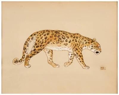 The Cheetah