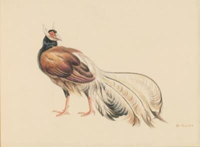 A proud pheasant