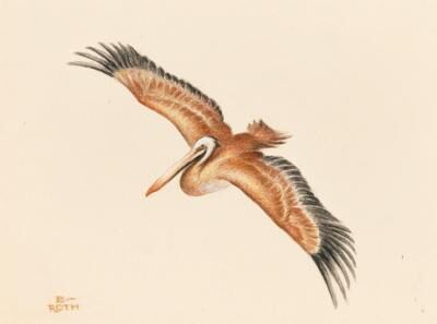 A pelican in flight