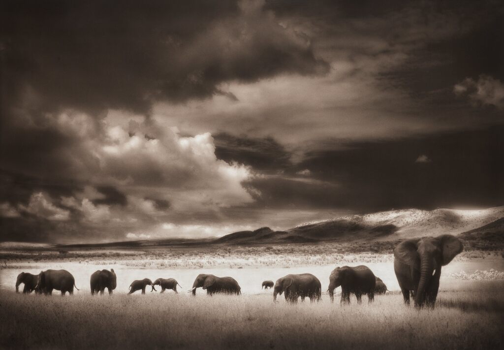 Elephant Herd, Serengeti