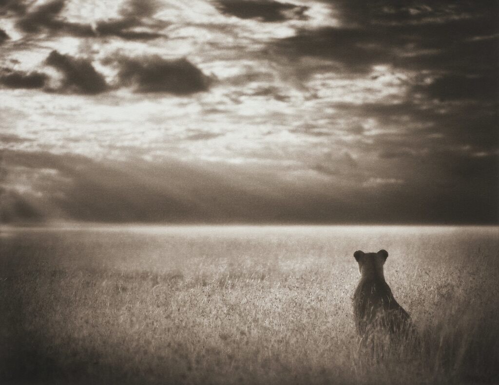 Lioness Looking out over Plain, Maasai Mara