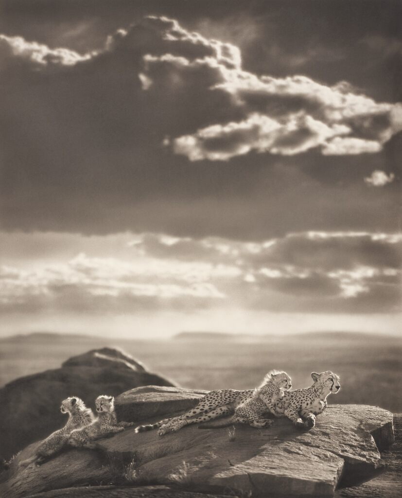 Cheetah & Cubs Lying on Rock, Serengeti