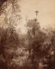 Florida Landscape. 1886.