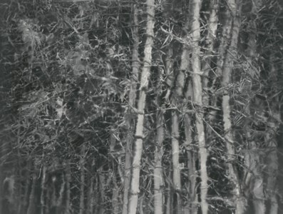 Bamboo