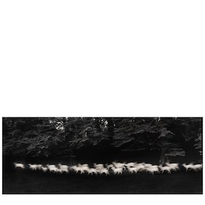 Paul Caponigro (1932-2024); Running White Deer, County Wicklow, Ireland;