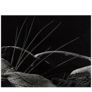 Brett Weston (1911-1993); Grass and Lava;