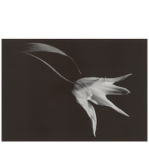 Yasuhiro Ishimoto (1921-2012); Tulip;