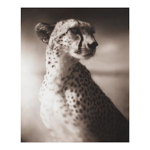 Nick Brandt (born 1964); Portrait of a Cheetah Against Dark Sky, Maasai Mara (from 'On This Earth');