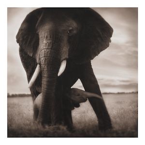 Nick Brandt (born 1964); Mother Elephant and Baby, Serengeti (from 'On This Earth');