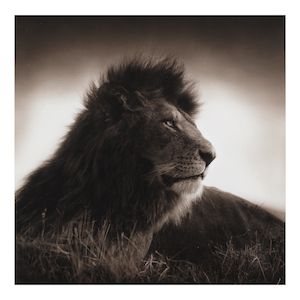Nick Brandt (born 1964); Portrait of a Lion (from 'On This Earth');