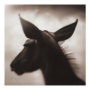 Nick Brandt (born 1964); Portrait of Kudu, Laikipia (from 'On This Earth');