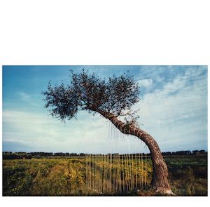 Yin Xiuzhen (born 1963); Tree Harp;