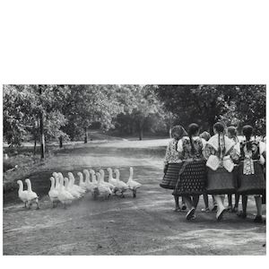Elliott Erwitt (1928-2023); Hungary (Geese);