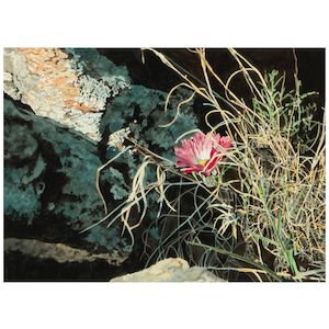 Herb Rather (1930-2015) Devil's Head Cactus sight 21 1/4 x 29 1/4 in.