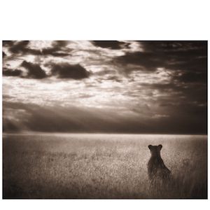 Nick Brandt (born 1966); Lioness Looking Out Over Plains, Maasai Mara (from 'On This Earth');