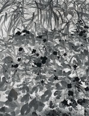 Paul Caponigro (born 1932); Negative Print, Brewster, New York;