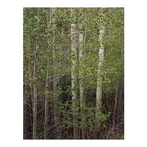 Eliot Porter (1901-1990); Aspens in Spring, New Mexico;