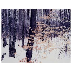 Eliot Porter (1901-1990); Adirondacks, New York;