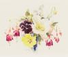 Still Life with a Poppy and Fuchsia.