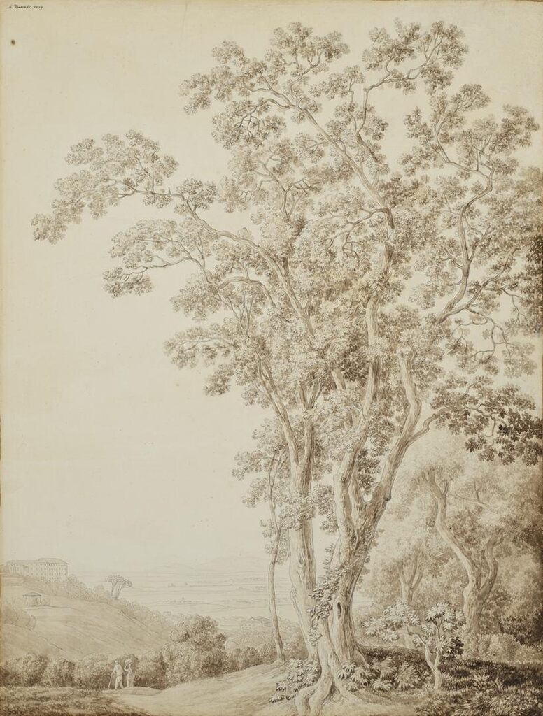 Arbres à Frascati