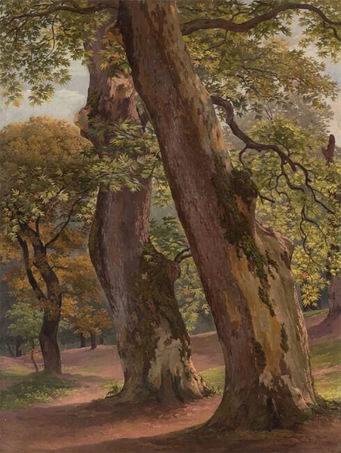 Sycamore trees in the park of the Villa Borghese in Rome