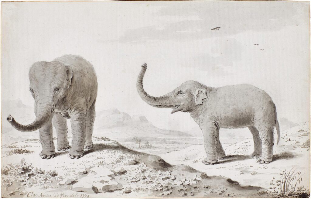 Two elephants