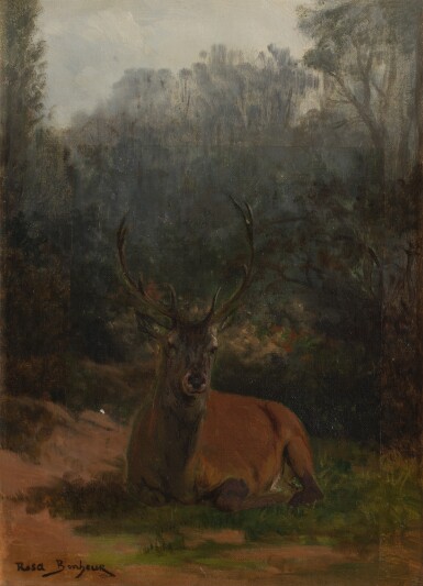 Stag Lying Down in the Forest