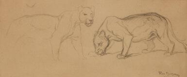Two Lions (A Study)