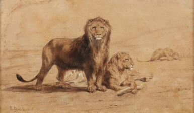 Lion and Lioness